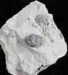 Enrolled Flexicalymene Trilobite From Ohio #11987-2